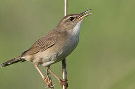 Styan's Grasshopper Warbler