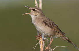 Styan's Grasshopper Warbler