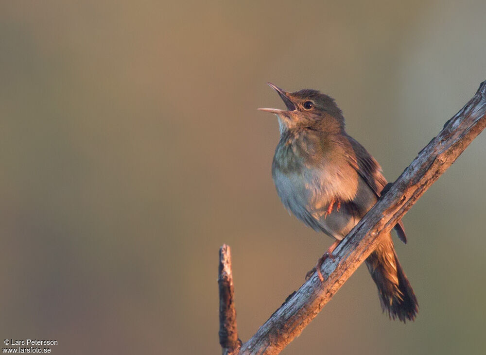 River Warbler