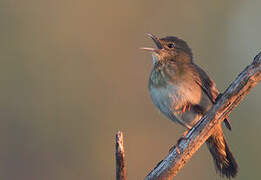 River Warbler