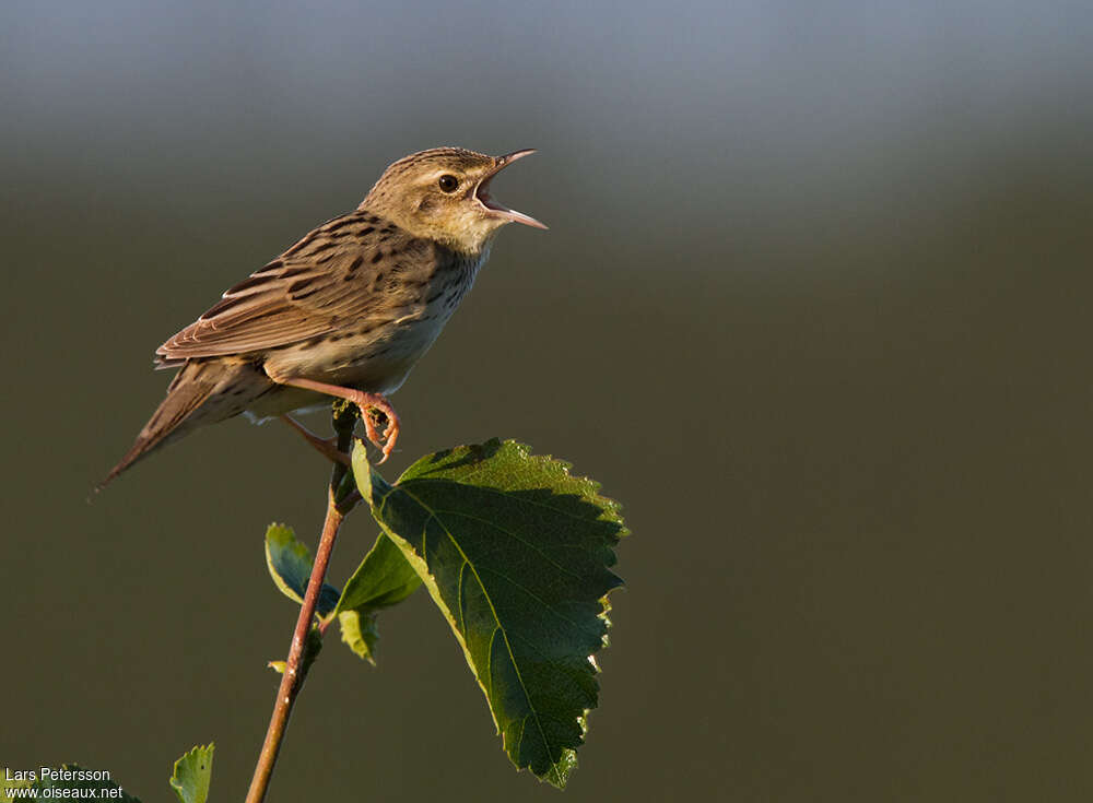 Lanceolated Warbler male adult, song