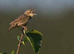 Lanceolated Warbler