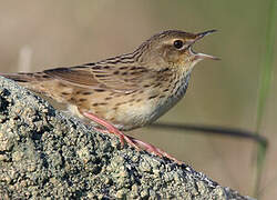 Lanceolated Warbler