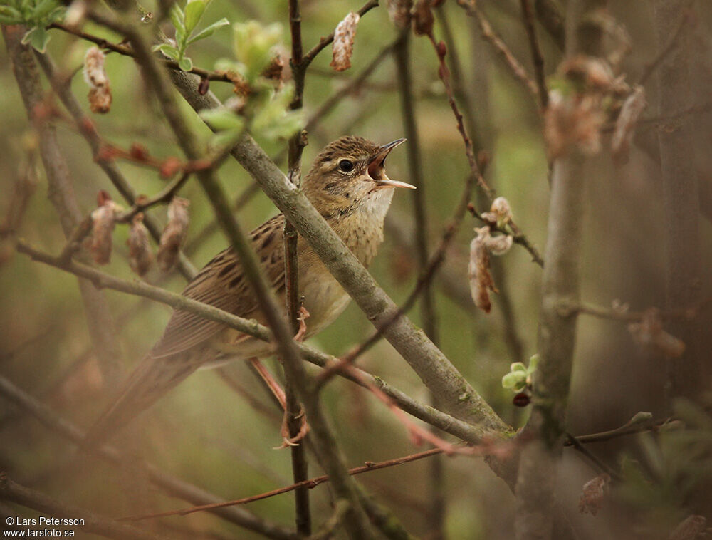 Locustelle tachetée