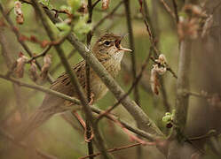 Common Grasshopper Warbler