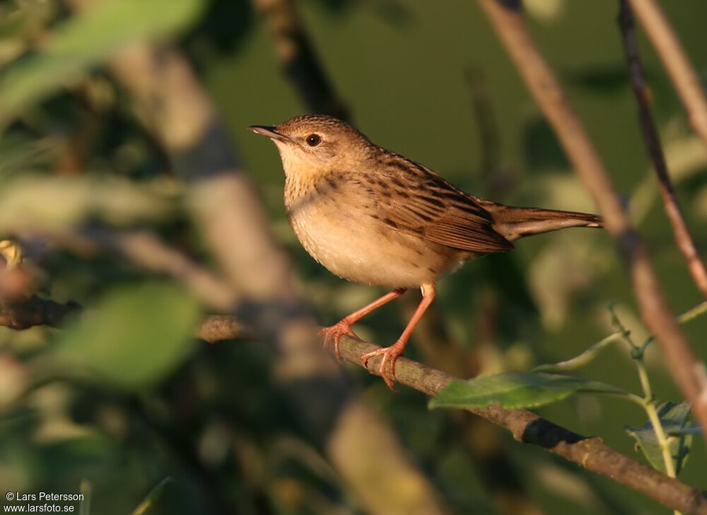 Common Grasshopper Warbler