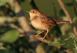 Common Grasshopper Warbler