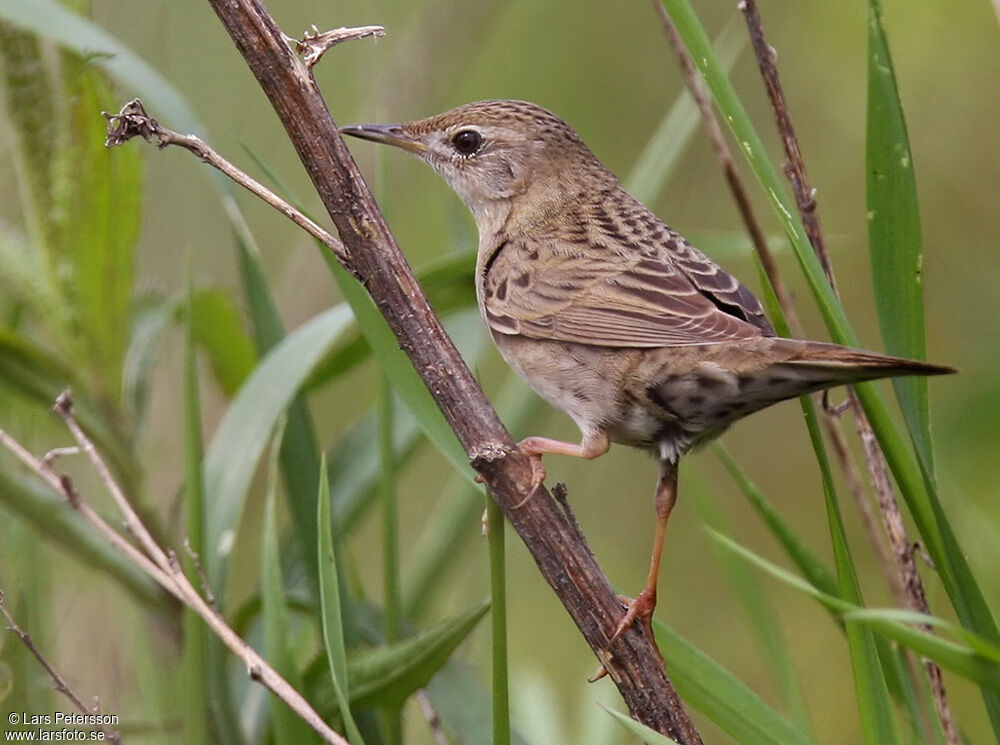 Common Grasshopper Warbler