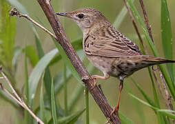 Common Grasshopper Warbler