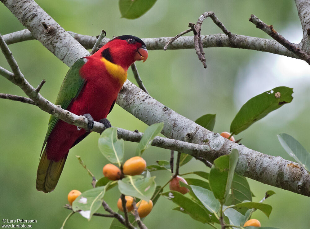 Yellow-bibbed Lory