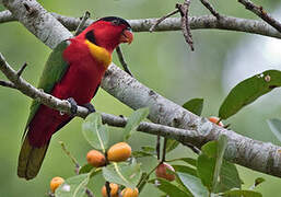 Yellow-bibbed Lory