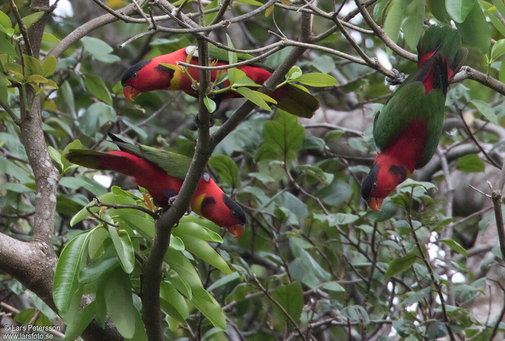 Yellow-bibbed Lory