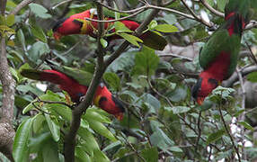 Yellow-bibbed Lory