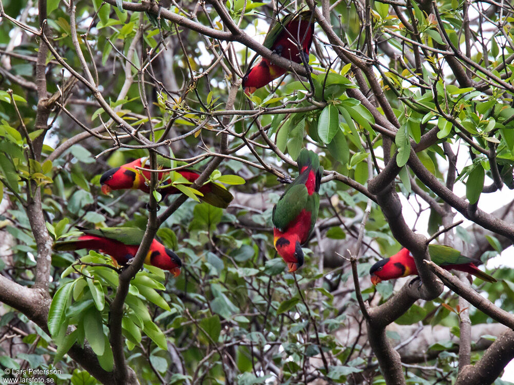 Yellow-bibbed Lory