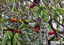 Yellow-bibbed Lory