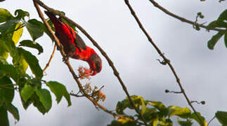 Black-winged Lory