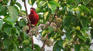 Black-winged Lory