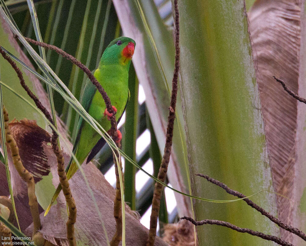 Red-chinned Lorikeet