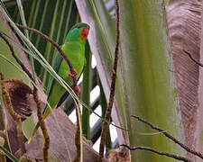 Red-chinned Lorikeet