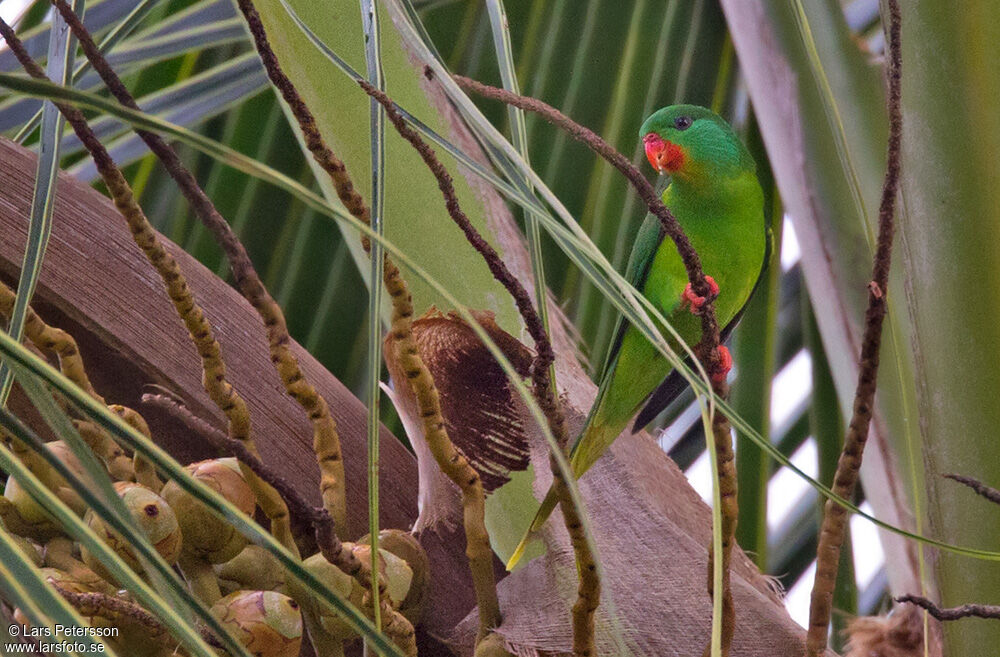 Red-chinned Lorikeet