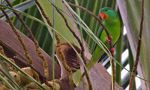 Red-chinned Lorikeet