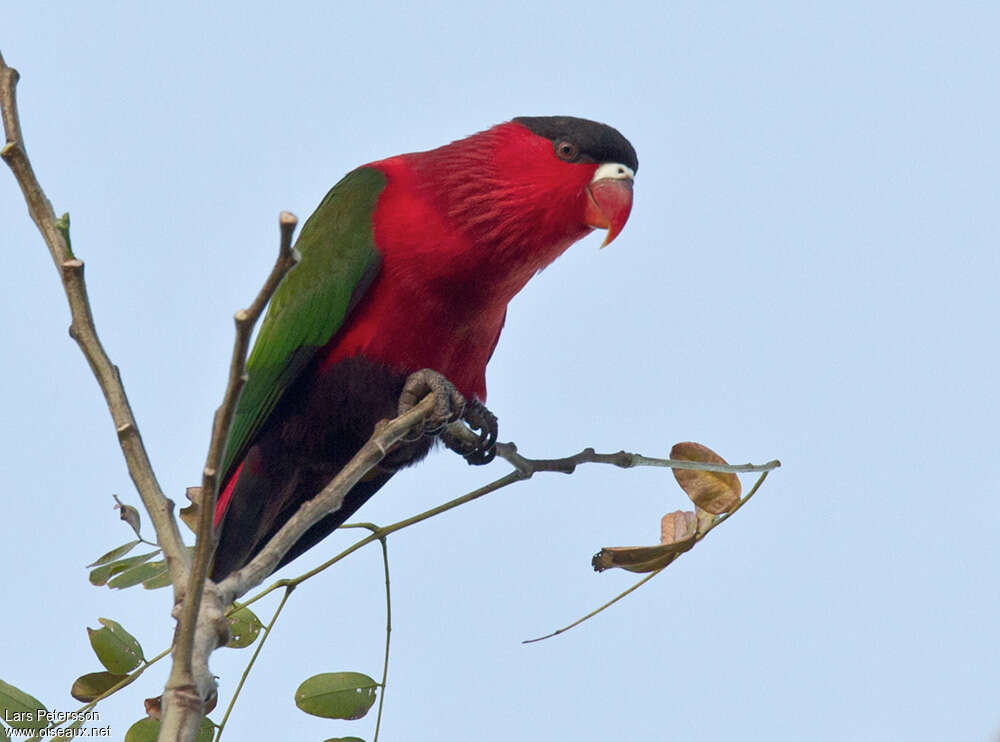 Purple-bellied Loryadult, identification