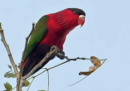 Purple-bellied Lory