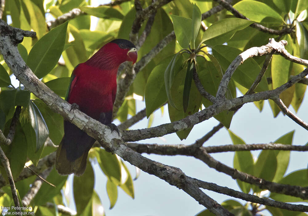 Purple-bellied Loryadult