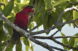 Purple-bellied Lory