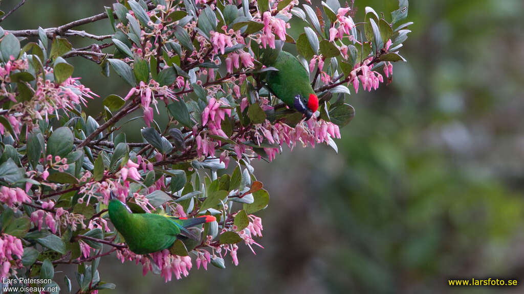 Plum-faced Lorikeetadult, habitat, pigmentation