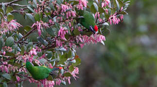 Plum-faced Lorikeet