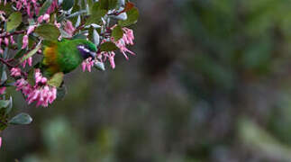 Plum-faced Lorikeet