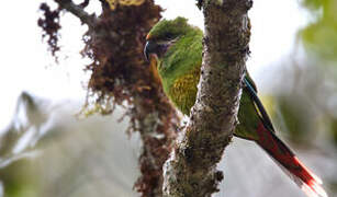 Plum-faced Lorikeet