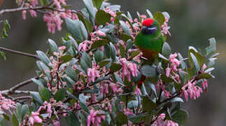 Plum-faced Lorikeet