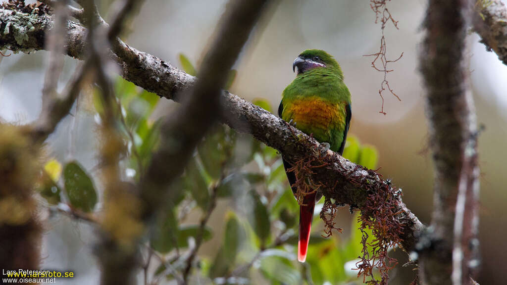 Plum-faced Lorikeet female adult, identification