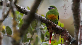 Plum-faced Lorikeet