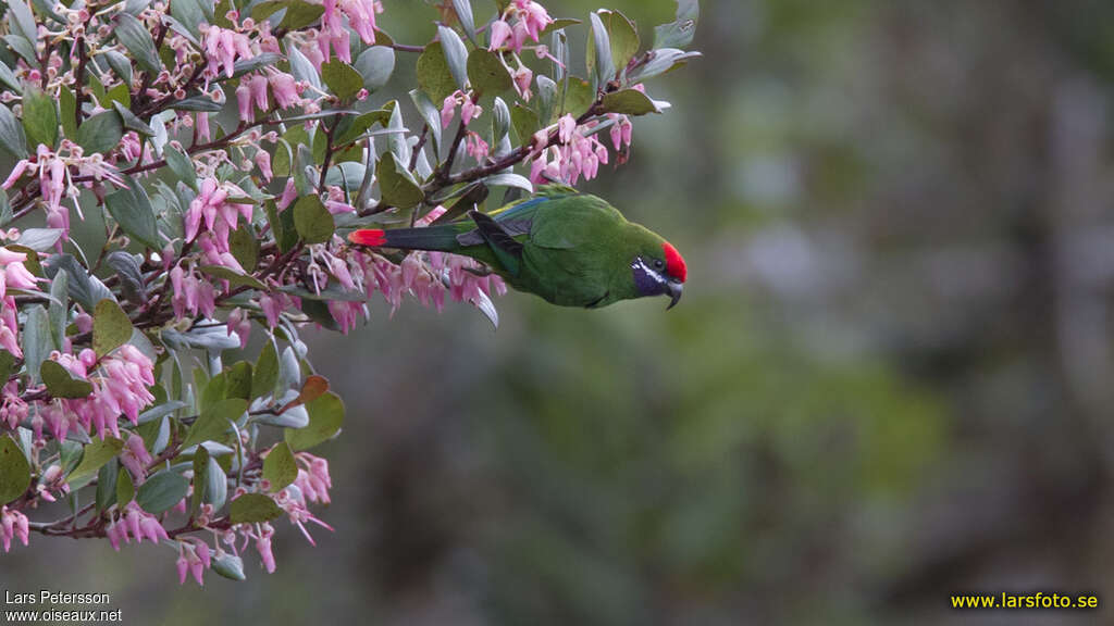 Plum-faced Lorikeet male adult, identification