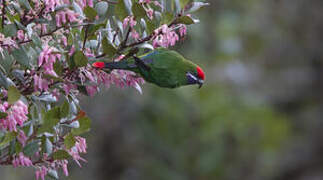 Plum-faced Lorikeet