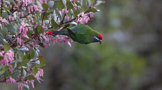 Plum-faced Lorikeet