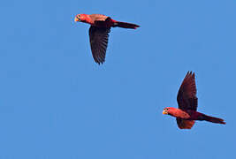 Cardinal Lory