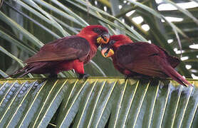 Cardinal Lory