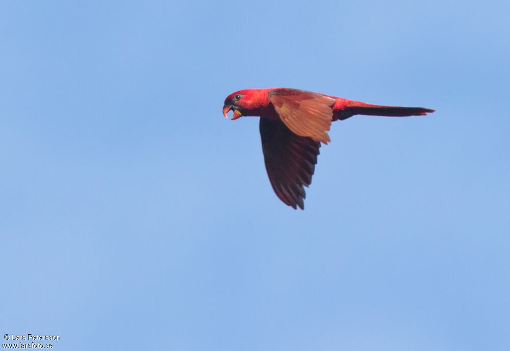 Cardinal Lory