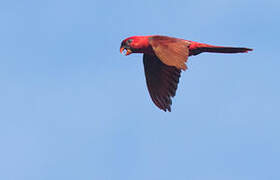 Cardinal Lory