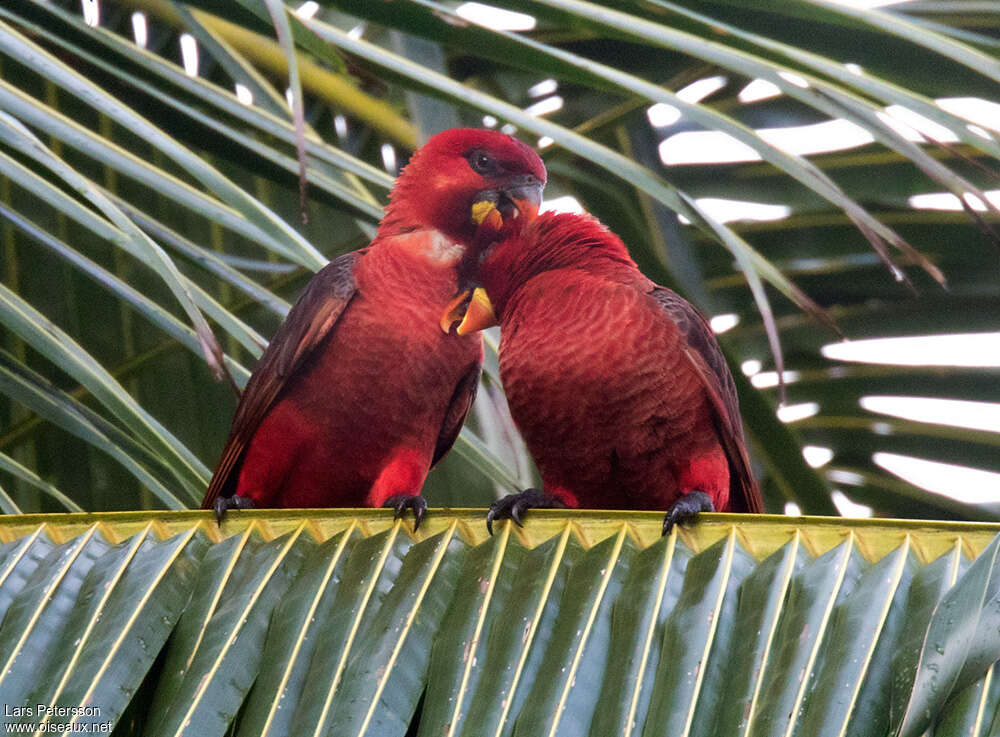 Cardinal Loryadult, Behaviour