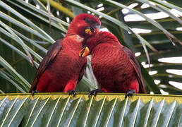 Cardinal Lory