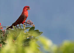 Cardinal Lory