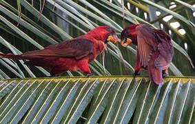 Cardinal Lory