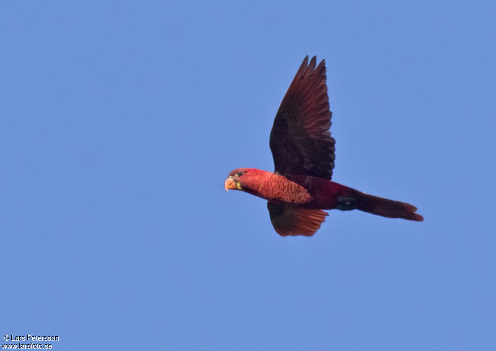 Cardinal Lory