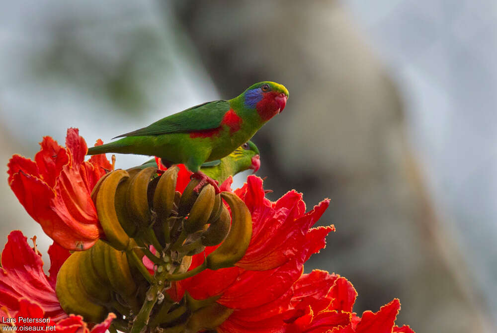 Red-flanked Lorikeetadult, pigmentation, feeding habits