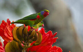 Red-flanked Lorikeet